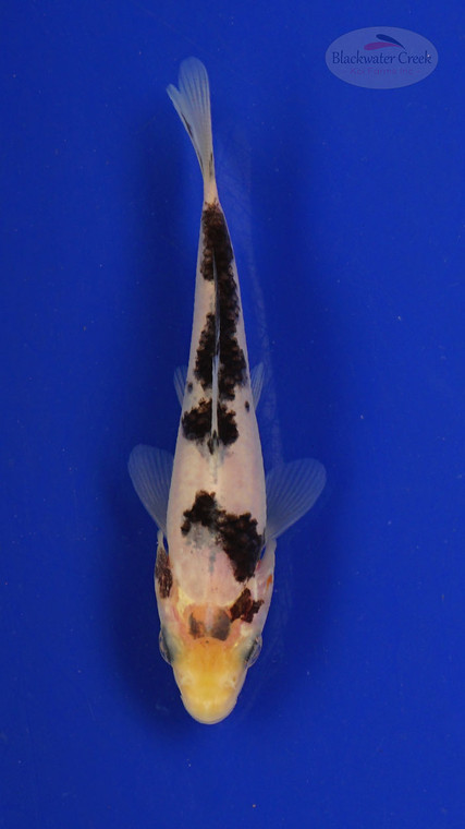 Fish 139, 3-4 inches [PW-T6-139]