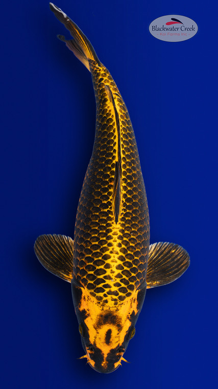 Ki Matsuba 13 inches [EC10-4226-107]