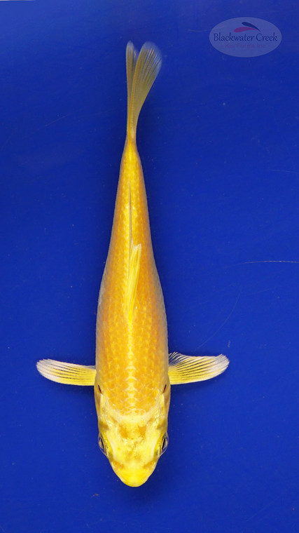 Fish 142, 3-4 inches [PW-T7-142]