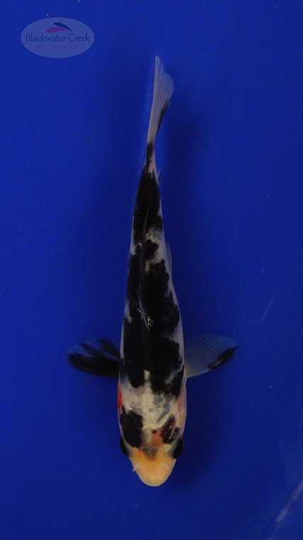 Fish 150 3-4 inches [PW-T7-150]