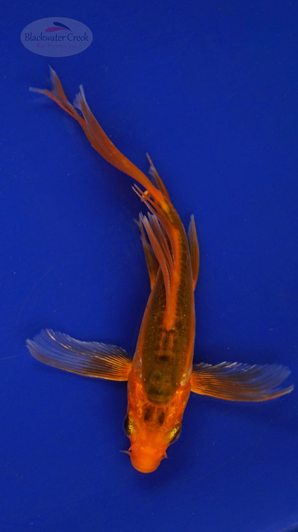 Fish 152 3-4 inches [PW-T7-152]