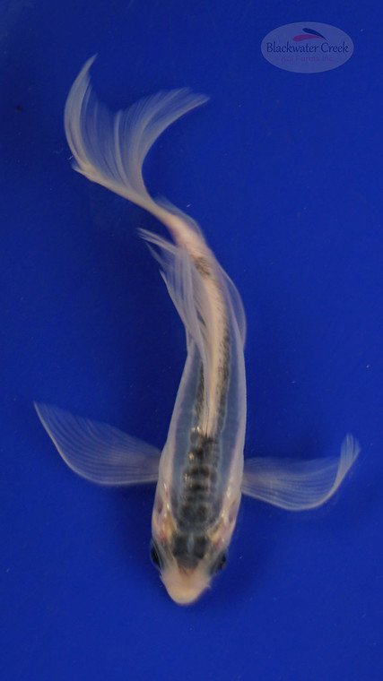 Fish 155 3-4 inches [PW-T7-155]