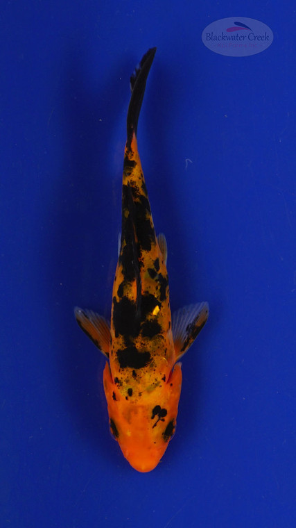 Fish 156 3-4 inches [PW-T7-156]