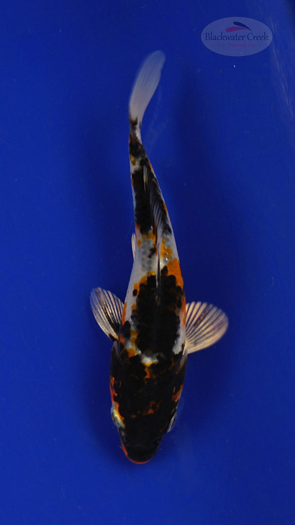 Fish 158 3-4 inches [PW-T6-158]