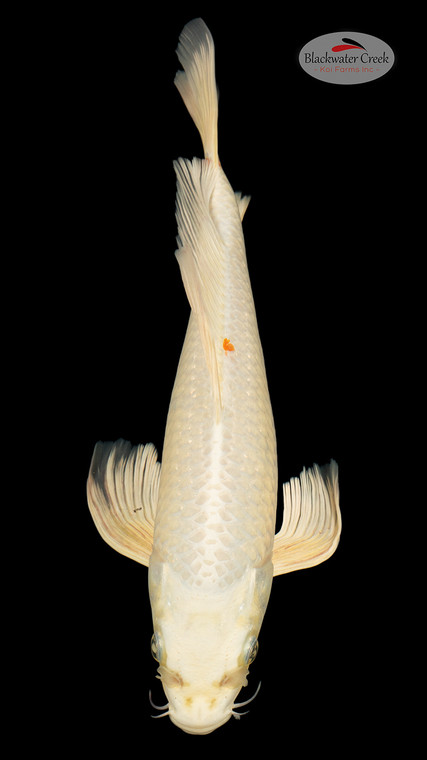 Platinum 13 inches [ES2-4226-119]