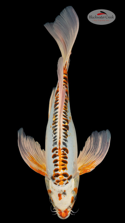 Shusui 16 inches [ES2-4226-120]