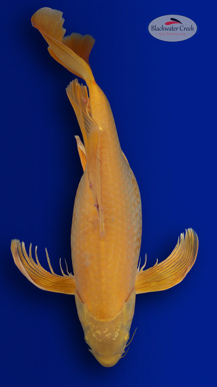 Chagoi 20 inches [ES2-4226-122]
