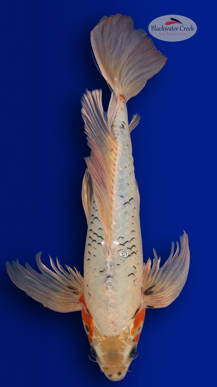 Asagi 19 inches [ES2-4226-128]