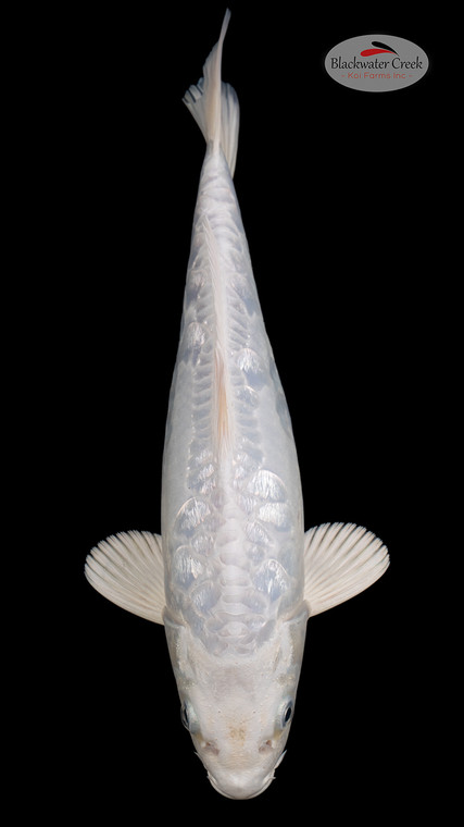 Doitsu Platinum 12 inches [ES2-4226-129]