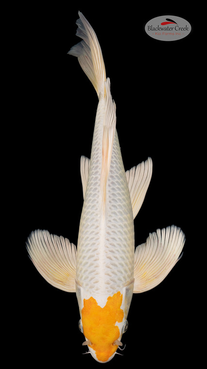 Hariwake 18 inches [ES2-4226-131]