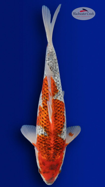 Goromo 13 inches [ES2-4226-133]