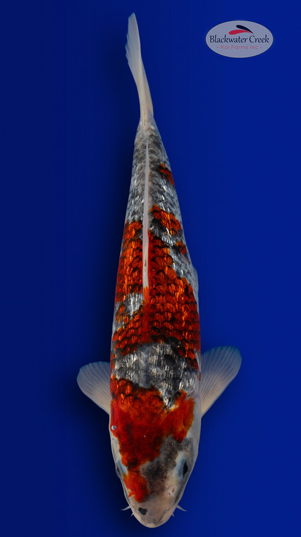 Goshiki 11 inches [ES2-4226-136]