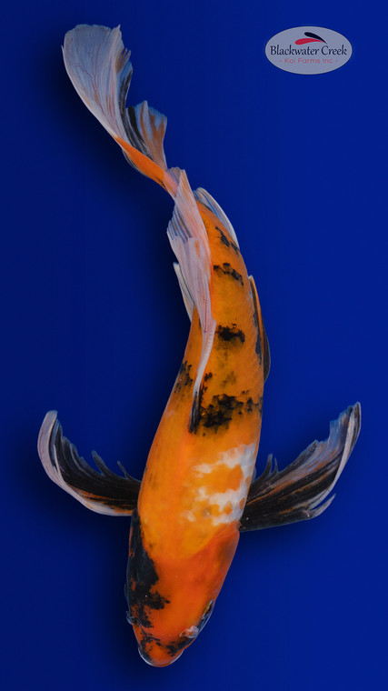 Showa Butterfly 15 inches [ES2-4226-138]