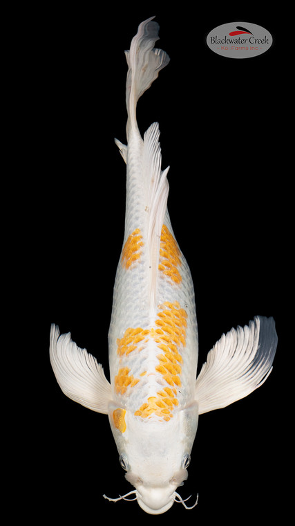 Hariwake 14 inches [ES2-4226-141]