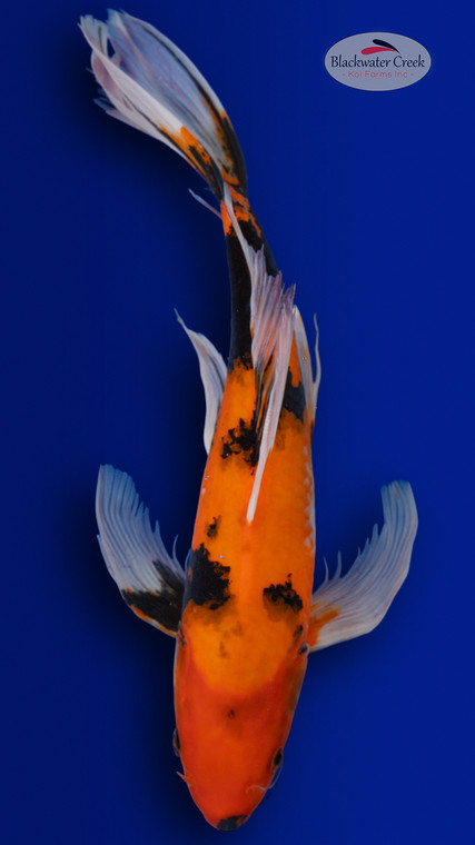 Showa Butterfly 16 inches [ES2-4226-143]