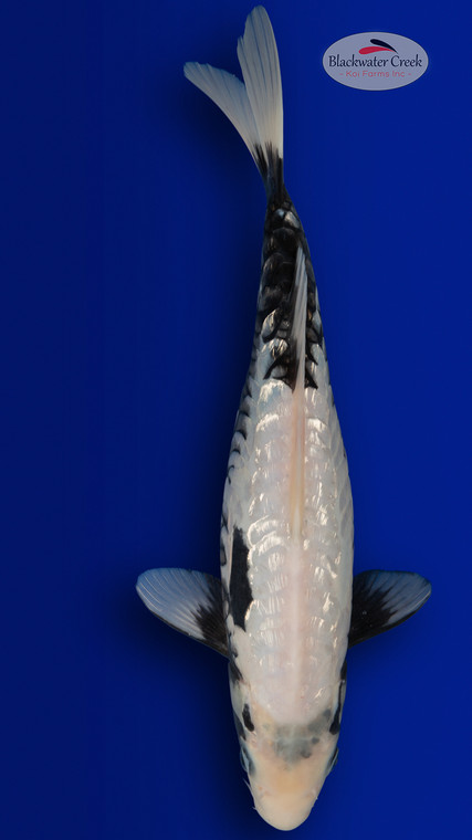 Kumonryu 15 inches [ES2-4226-144]