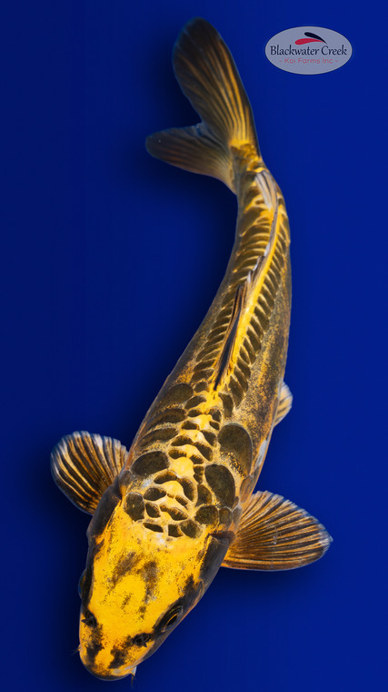 Kin Kikokuryu 13 inches [ES2-4226-145]