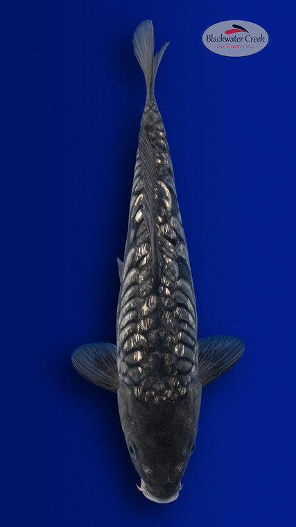Doitsu Soragoi 12 inches [ES2-4226-148] - Blackwater Creek Koi Farms