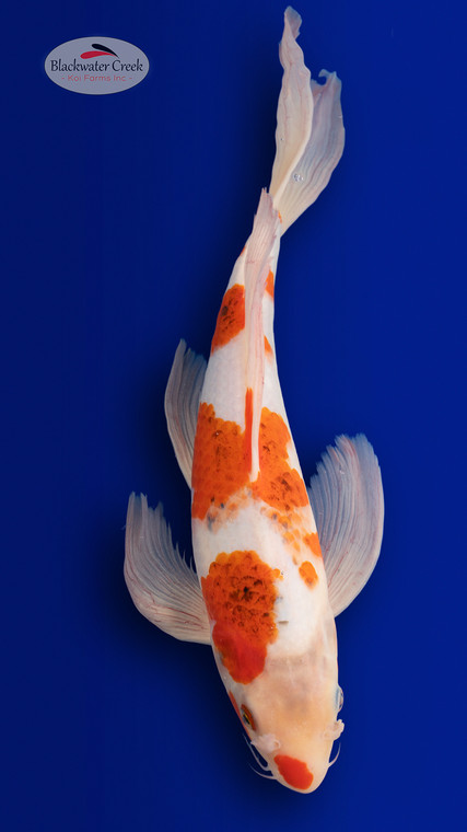 Goromo 17 inches [ES2-4226-150]