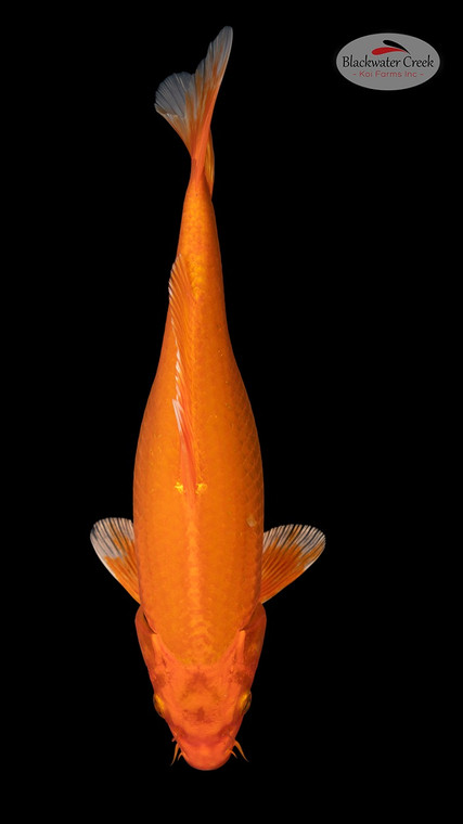 Orenji 13 inches [EC11-4226-112]