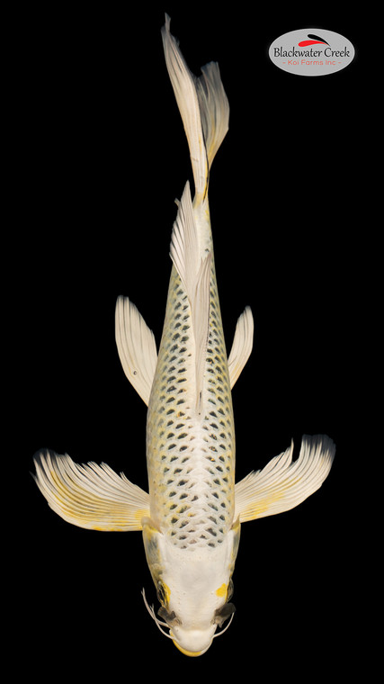 Matsuba 13 inches [EC11-4226-114]