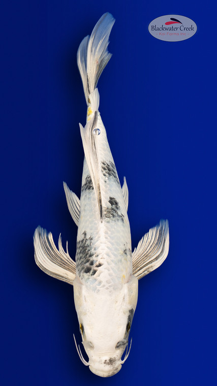 Gin Shiro Bekko 13 inches [EC5-4226-157]