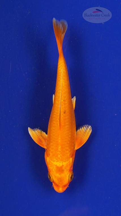 Fish 162 3-4 inches [PW-T7-162]