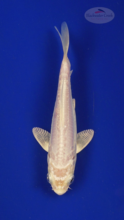 Fish 164 3-4 inches [PW-T7-164]