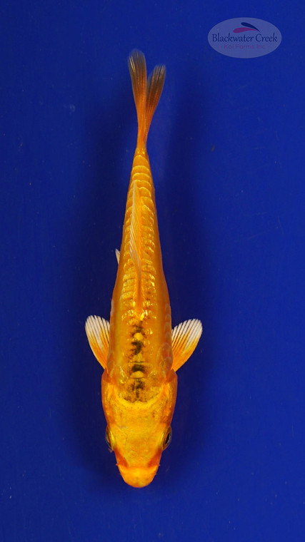 Fish 166 3-4 inches [PW-T7-166]