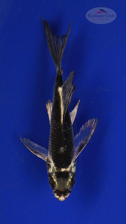 Fish 169 3-4 inches [PW-T7-169]