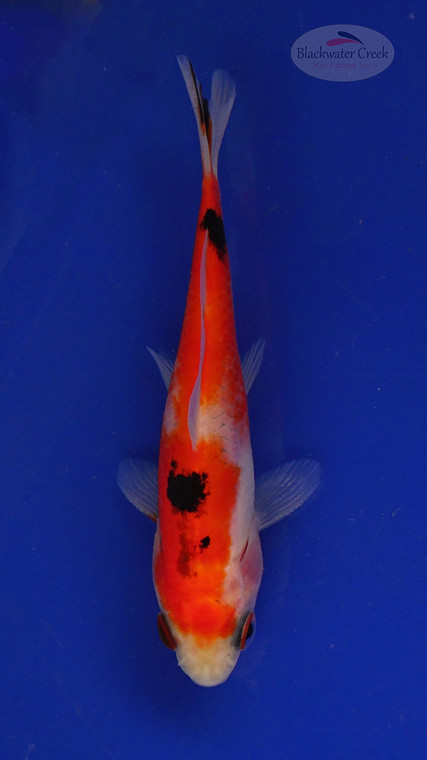 Fish 176 3-4 inches [PW-T8-176]