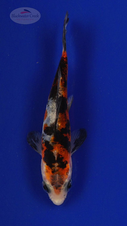 Fish 180 3-4 inches [PW-T8-180]