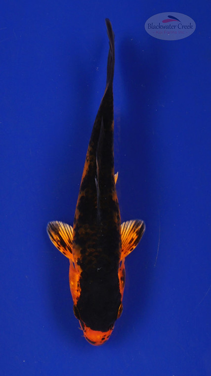 Fish 185 3-4 inches [PW-T8-185]