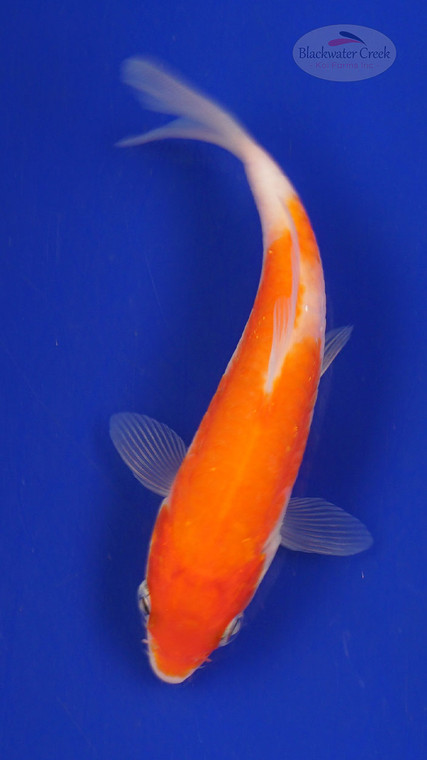 Fish 189 3-4 inches [PW-T8-189]