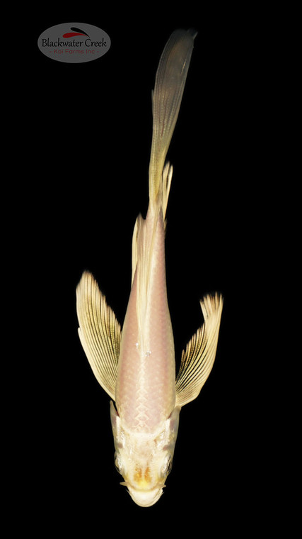 Platinum Butterfly 5-6 inches [E26-T99-2]