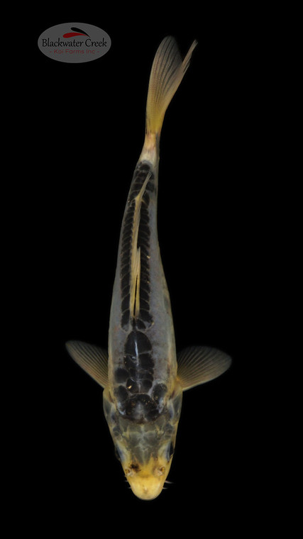 Shusui 5-6 inches [E26-T99-3]