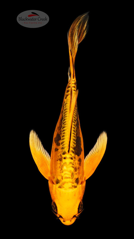 Kin Matsuba Butterfly 6-7 inches [E26-T99-5]