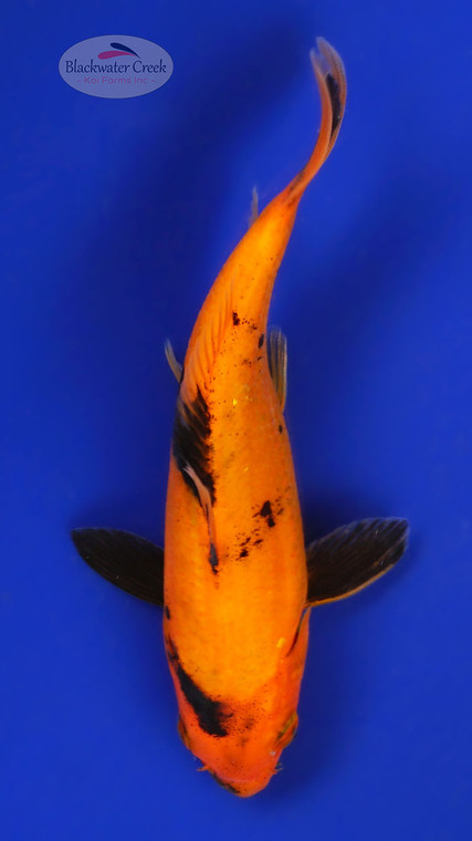 Hi Utsuri 5-6 inches [E26-T99-9]