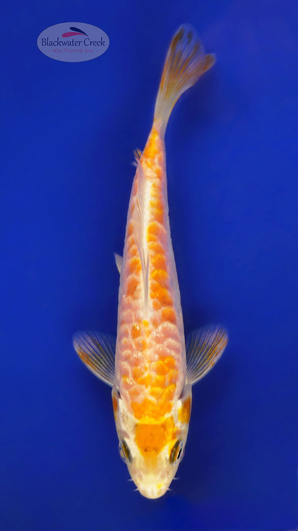 Doitsu Yamabuki 5-6 inches [E26-T99-10]