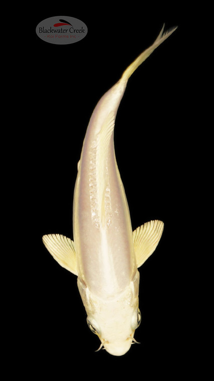 Doitsu  Platinum 4-5 inches [E26-T108-7]