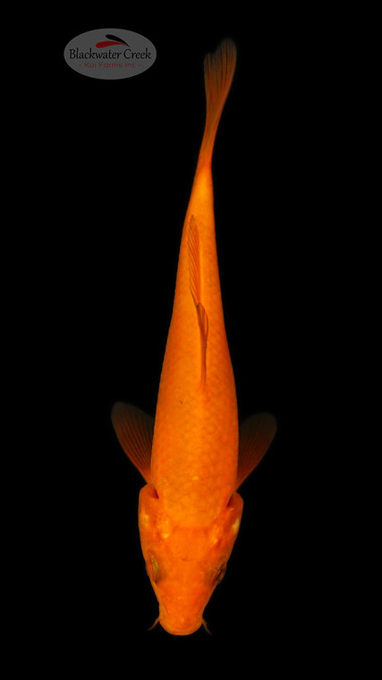 Orenji 4-5 inches [E26-T108-8]