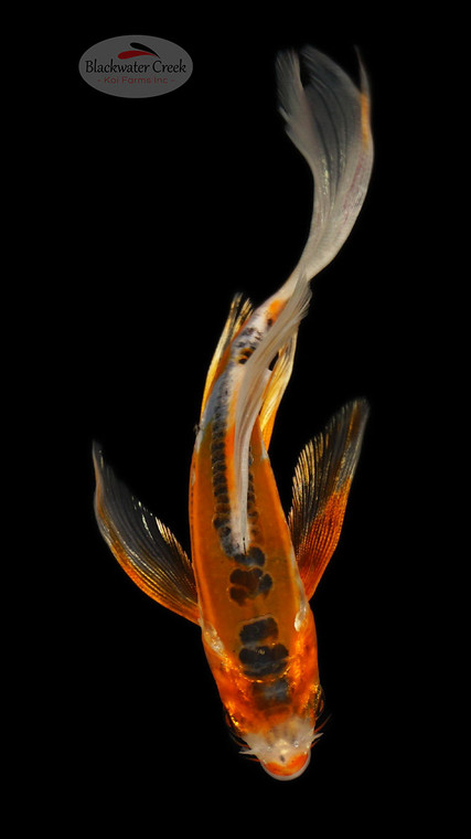 Shusui Butterfly 4-5 inches [E26-T108-9]