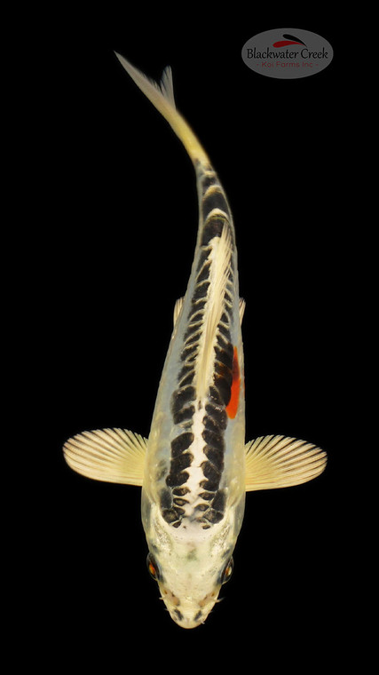 Beni  Kikokuryu 5-6 inches [E26-T110-1]