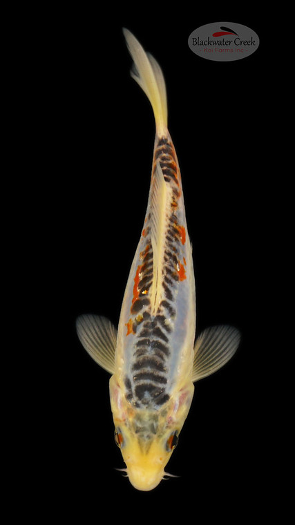 Shusui 5-6 inches [E26-T110-3]