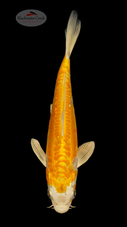 Doitsu Hariwake 6-7 inches [E26-T110-6]