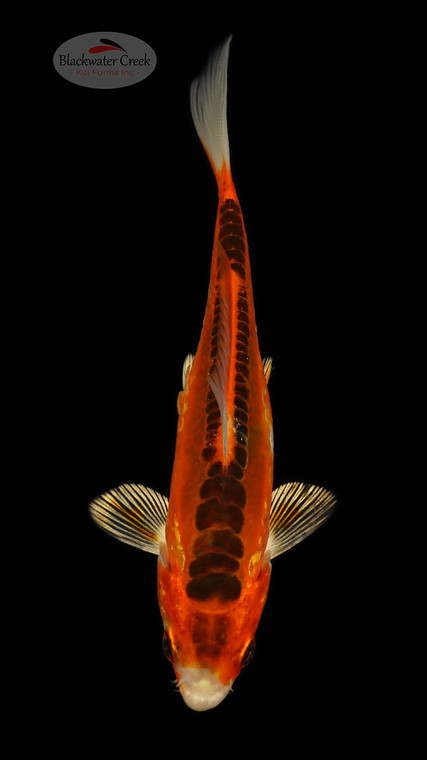 Doitsu Kujaku 4-5 inches [E26-T110-7]