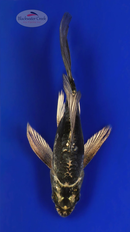 Matsuba 4-5 inches [E26-T114-4]