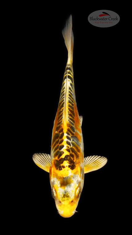 Doitsu Kujaku 4-5 inches [E26-T114-11]