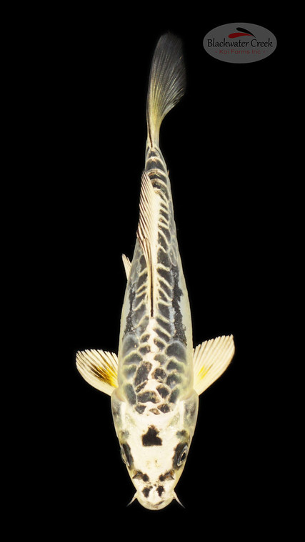 Kikokuryu 6-7 inches [E26-T119-1]