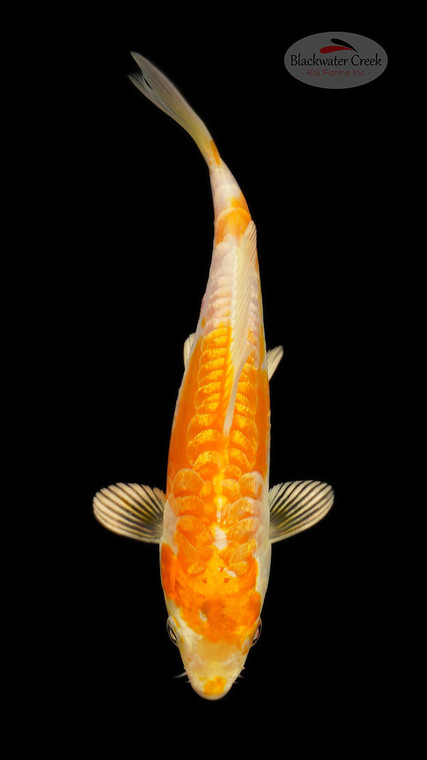 Doitsu Hariwake 6-7 inches [E26-T119-2]